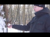 Сказка лесная,белка живая...=)